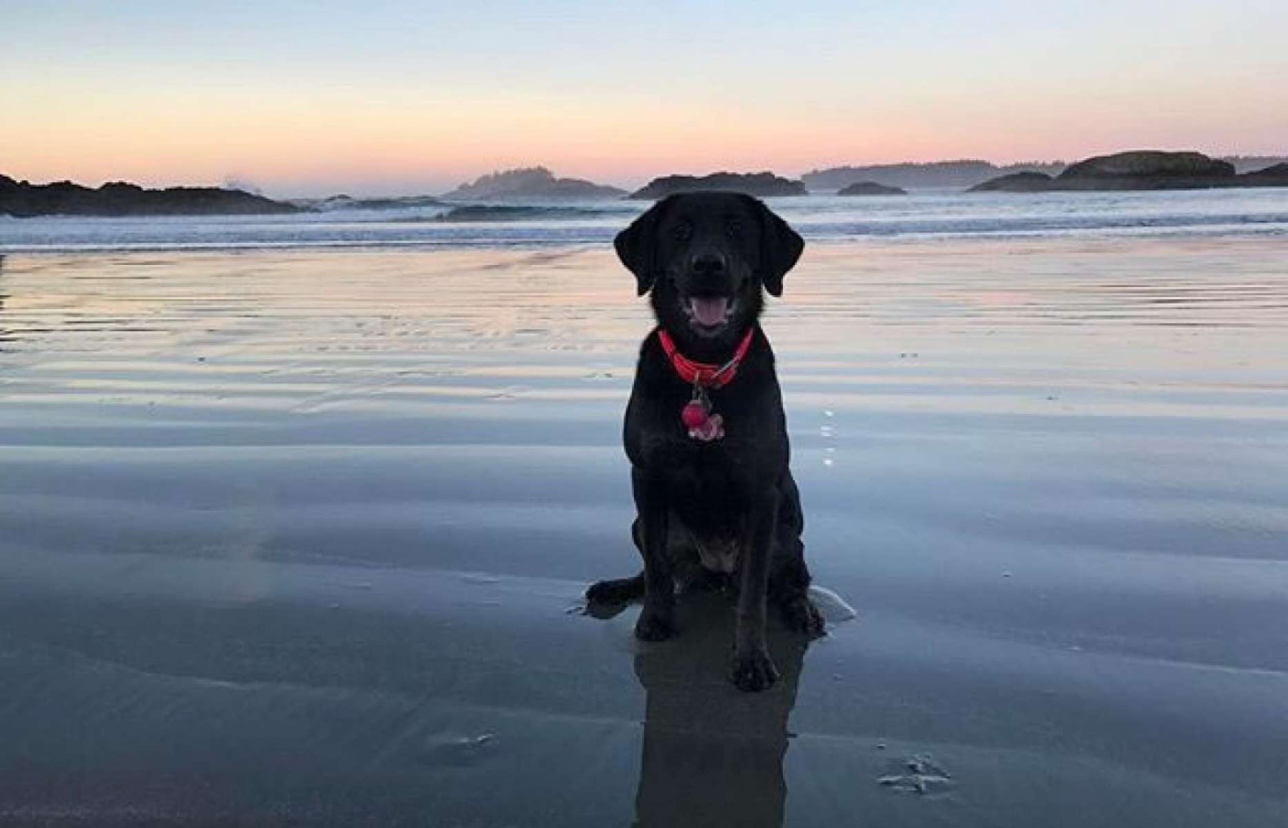 Pet Friendly Tofino Bring The Whole Family Pet Friendly Tofino Bring The Whole Family